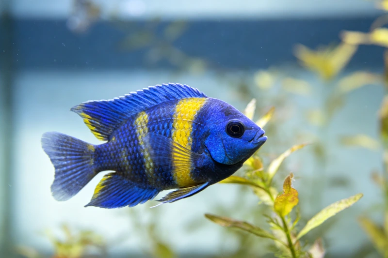 Fishes